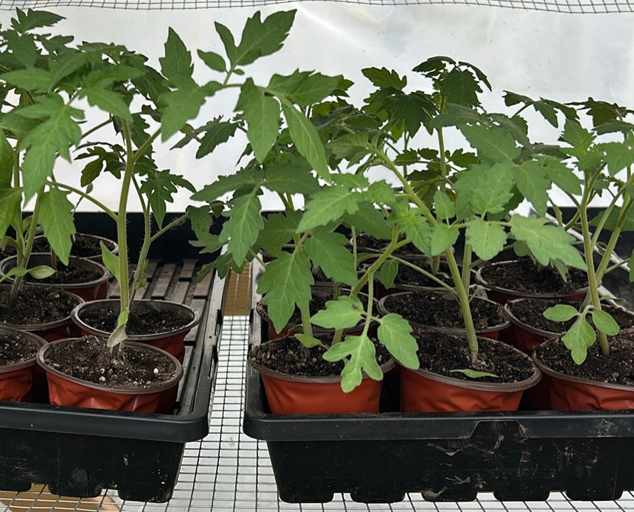 Herb Transplants