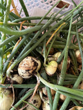 Yellow Onion