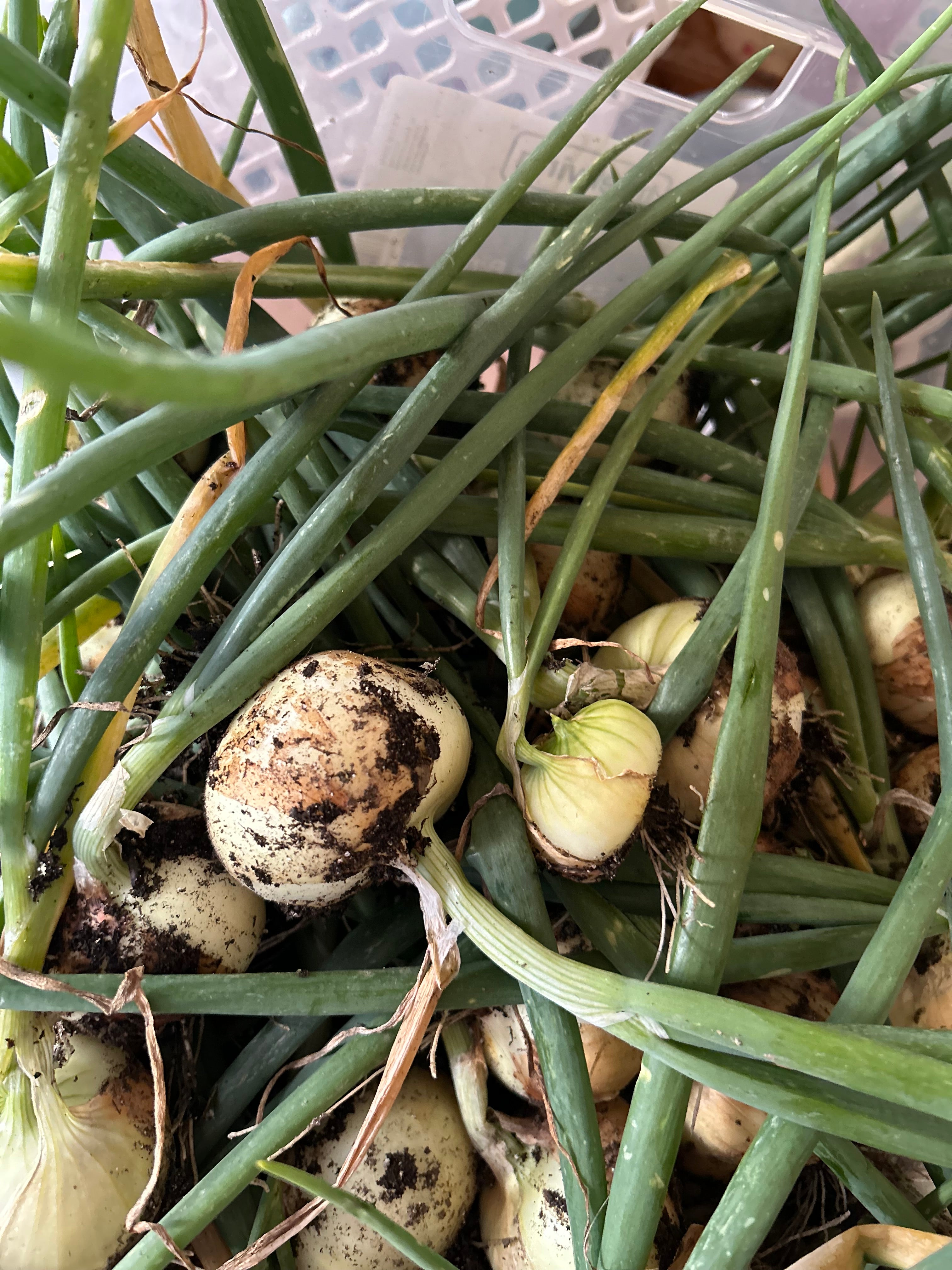 Yellow Onion