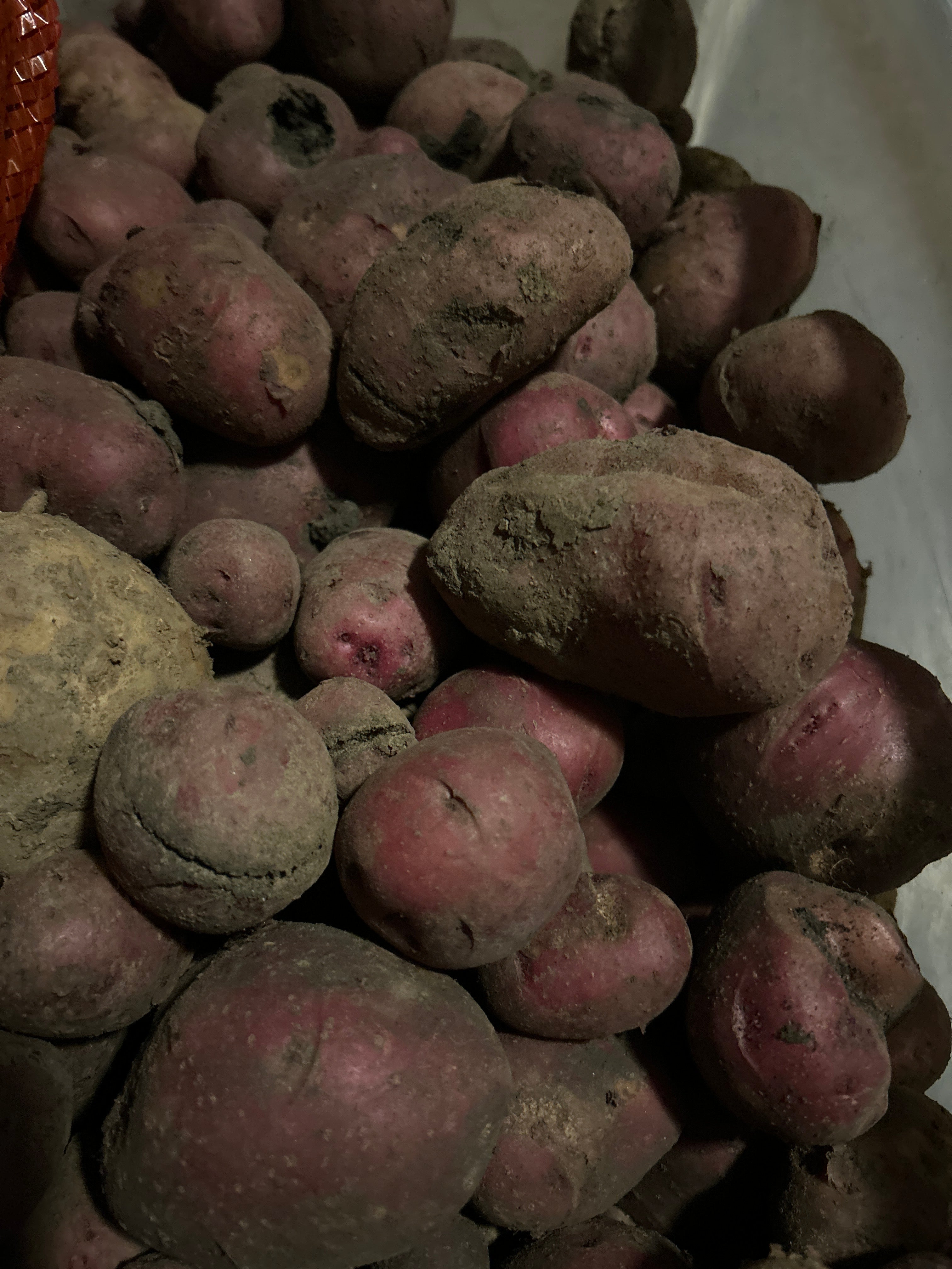 Red Potatoes
